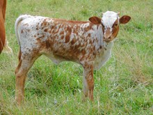 DEMO X ROSEBUD HEIFER