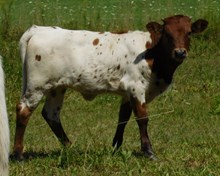 Cowboy x Coyote heifer