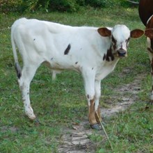 DON JUAN X SPECKLED COWGIRL BULL