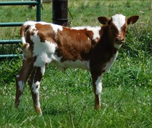 DON JUAN X KALEIDESCOPE HEIFER