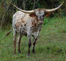 A&S Speckled Cowgirl