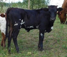 Cowboy x Darla heifer 