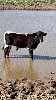 2024 Ditty Bull Calf