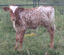 BUTTERFLY X FRECKLES HEIFER